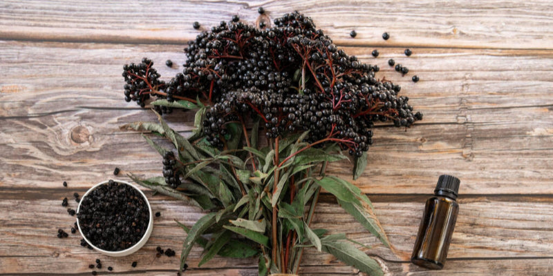 Learn more about elderberry