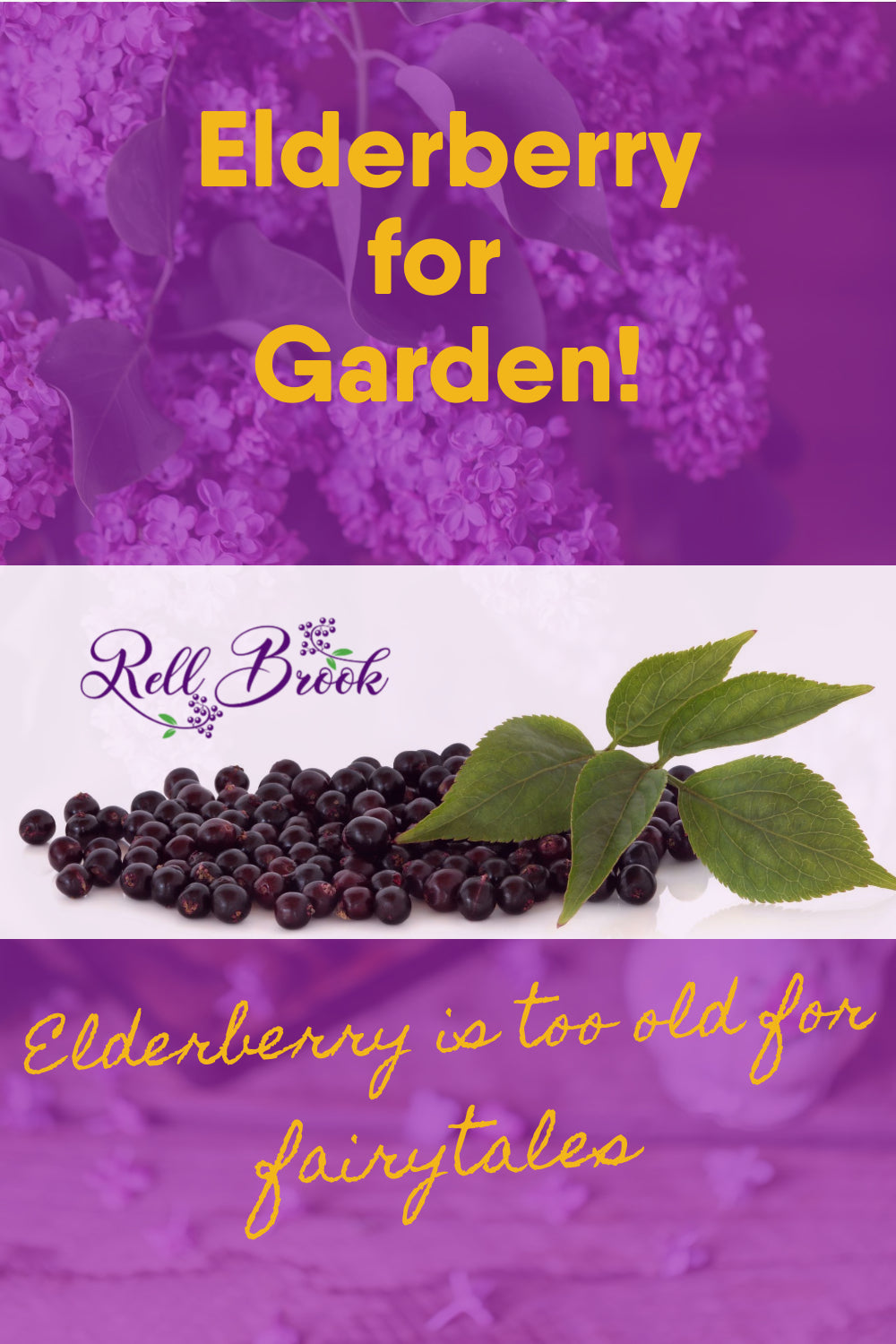 Elderberry bushes