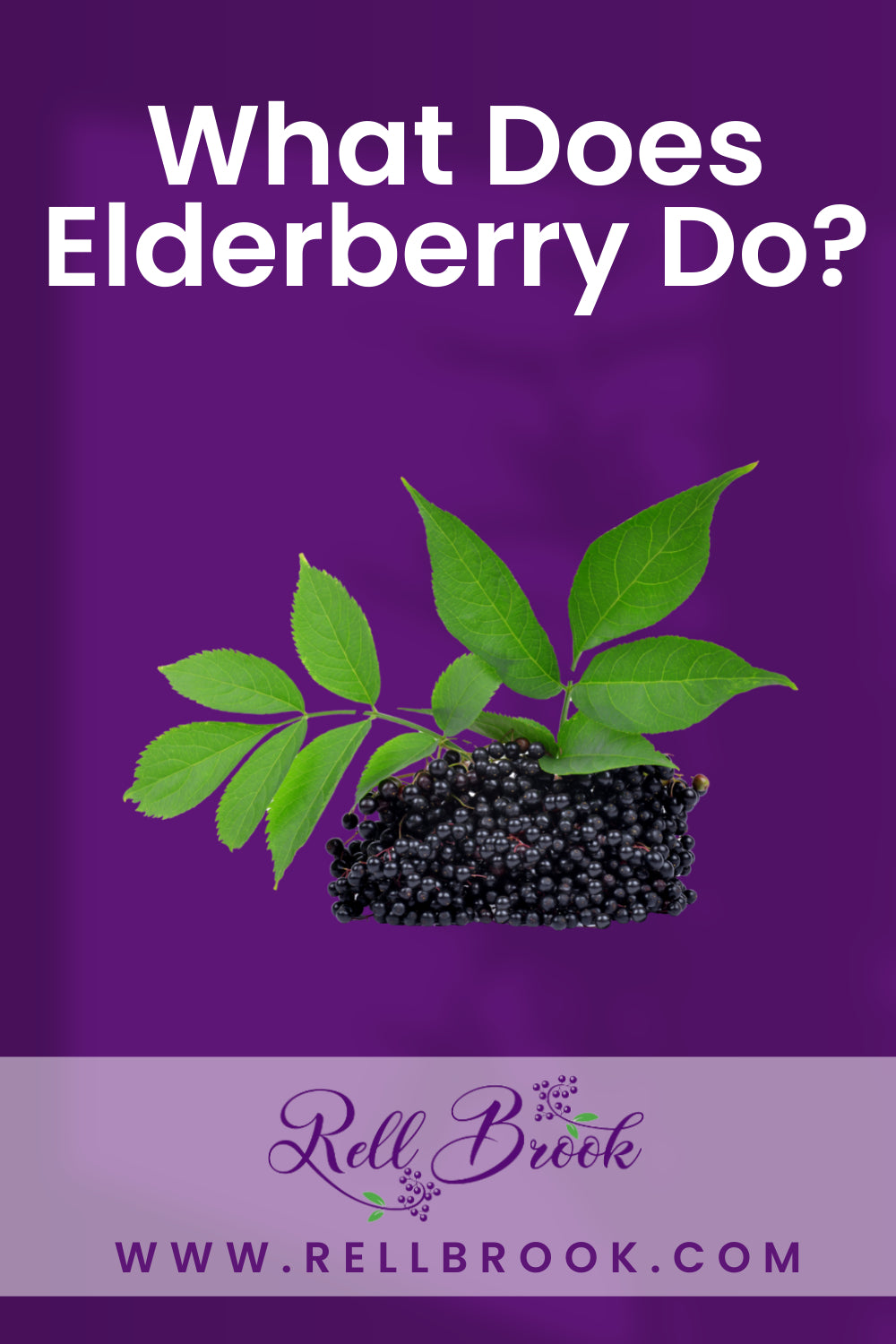 What does elderberry do